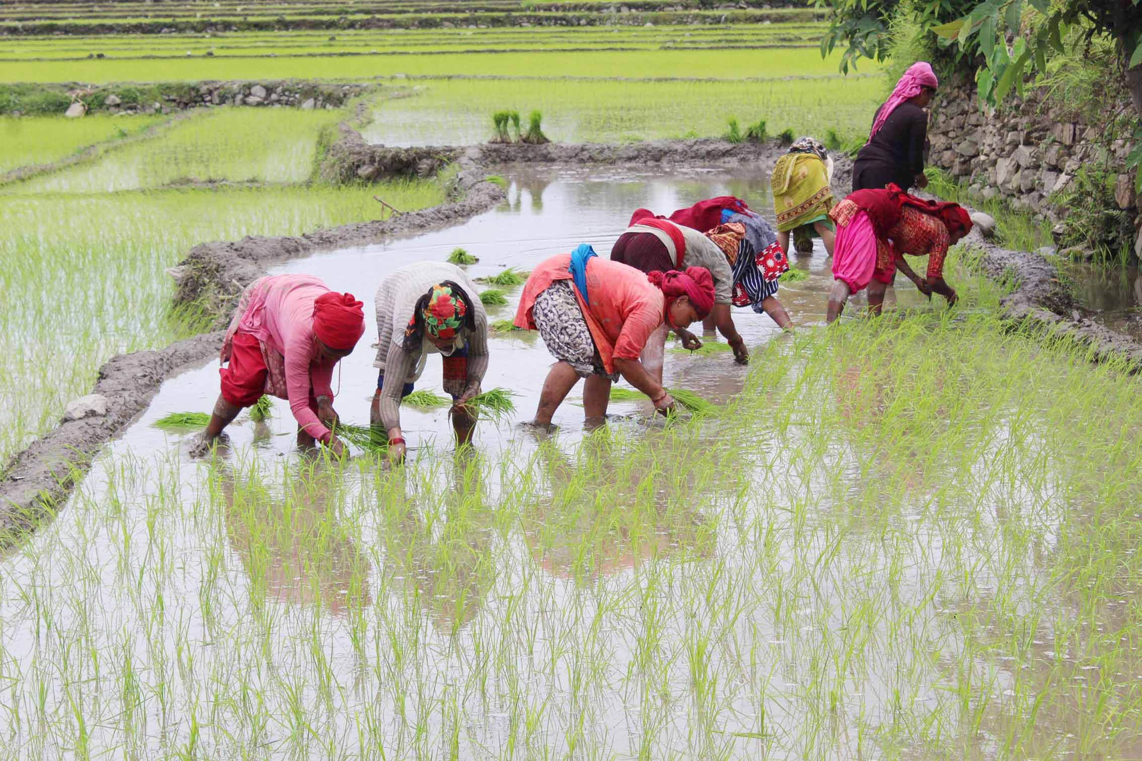 देशभर ३८ प्रतिशत रोपाइँ सकियो